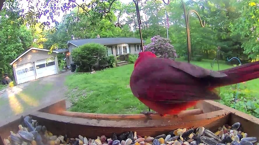 Slimme Vogelvoeder met Camera op Zonne-energie – AI