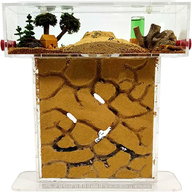 Natürliche Ameisenfarm aus Sand - T-Kit 15x15x1,5cm mit Ameisen