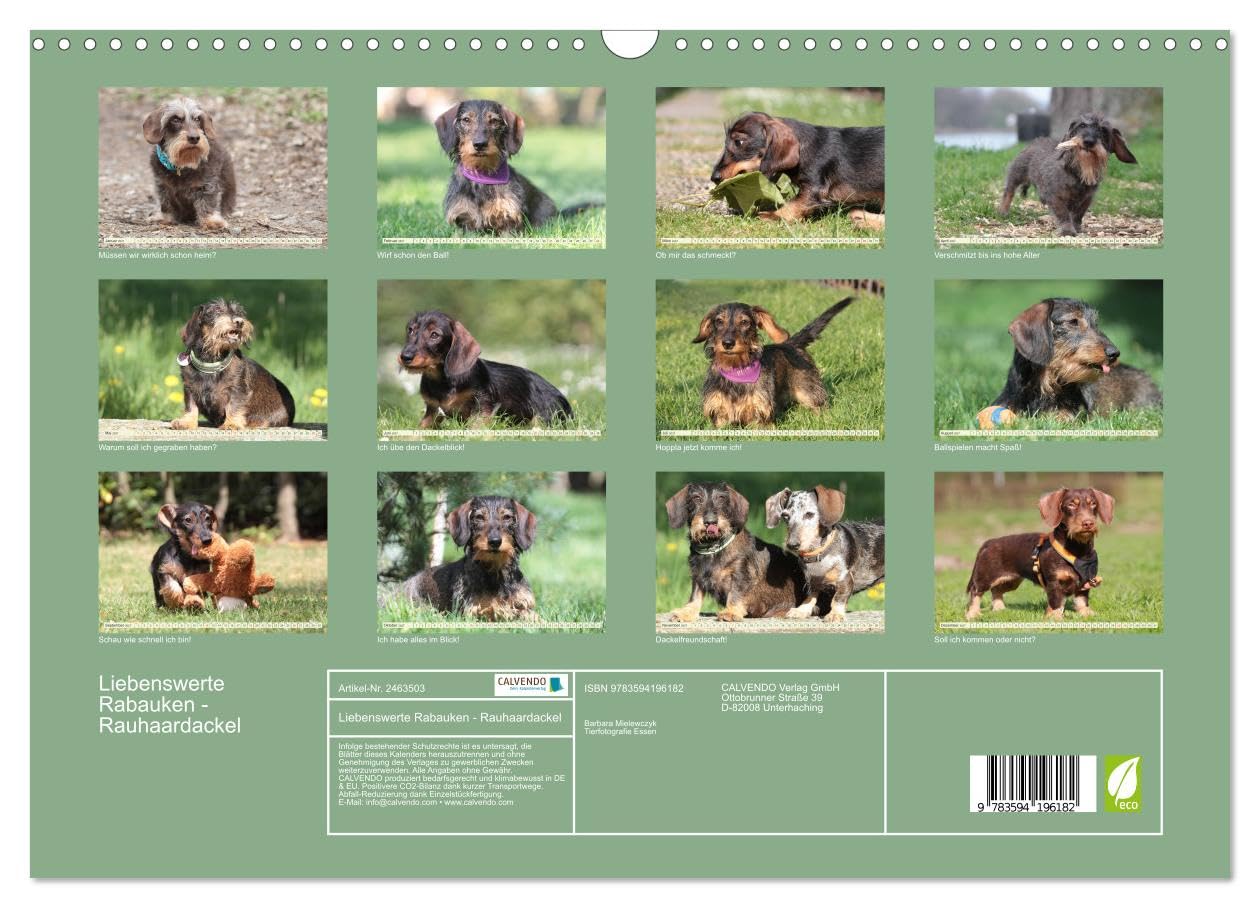 CALVENDO - Liebenswerte Rabauken - Rauhaardackel (Wandkalender 2027 DIN A3 quer), Monatskalender: Rauhaardackel sind einfach liebenswerte Rabauken
