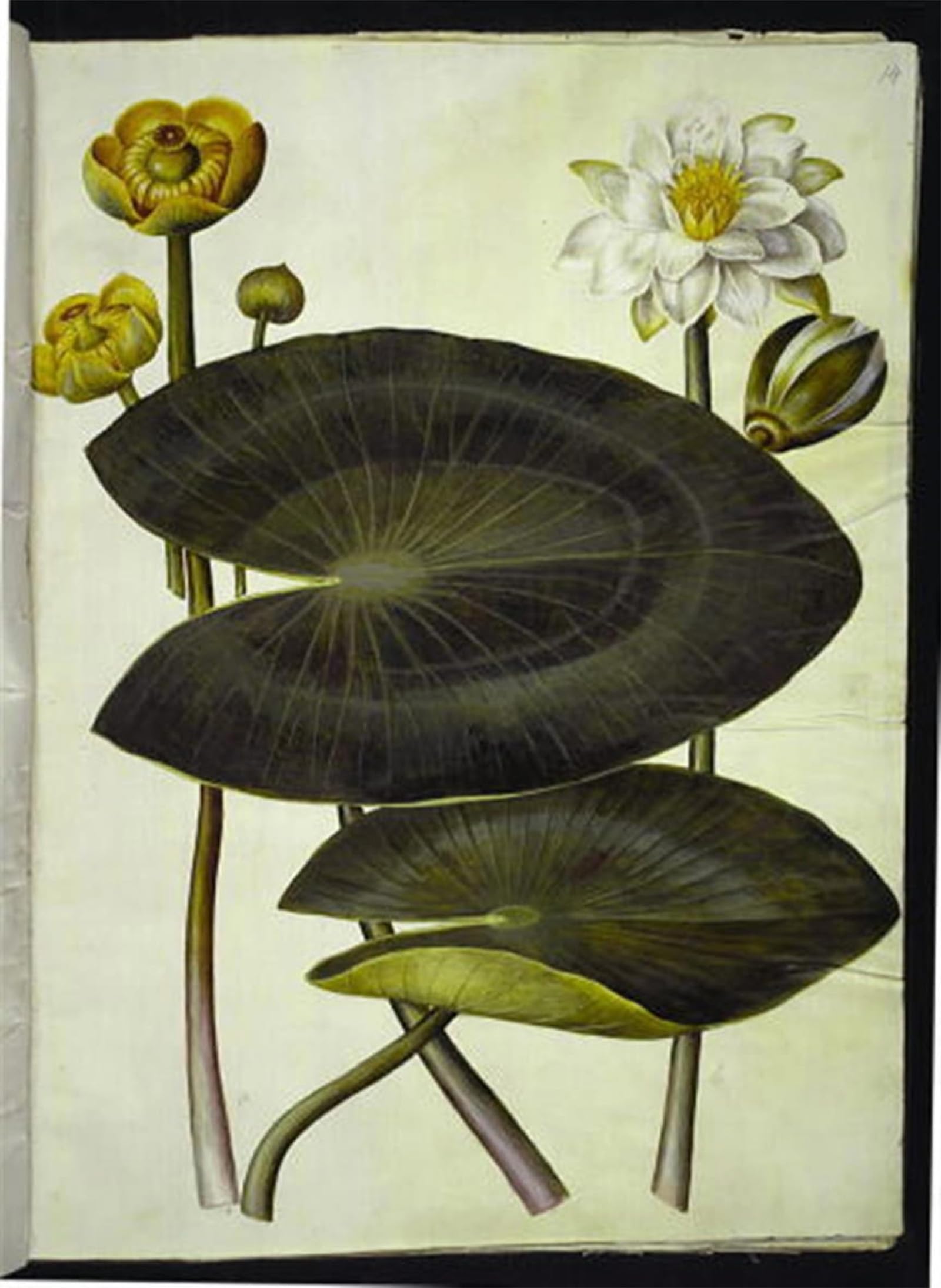 HRJUBWREE Famous Paintings Pictures Artwork Picture Nuphar Lutea by Hans Simon Holtzbecker Photo Wall Print for Office Decor 60x90cm