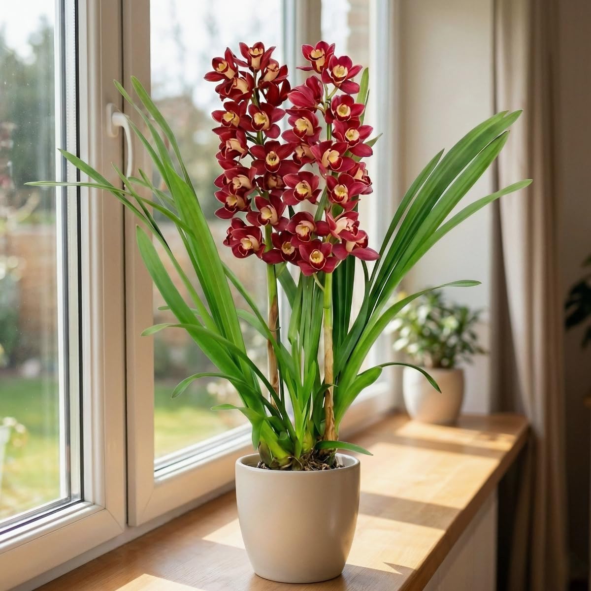 Orchideen Echte Pflanzen Rote Cymbidium - 1 große Zimmerpflanze aus Holland - 60-70 cm hoch - 14 cm Topf - mit Blüten und duftend (Nicht künstlich, ohne Dünger und Topf, keine Samen, nicht winterhart)