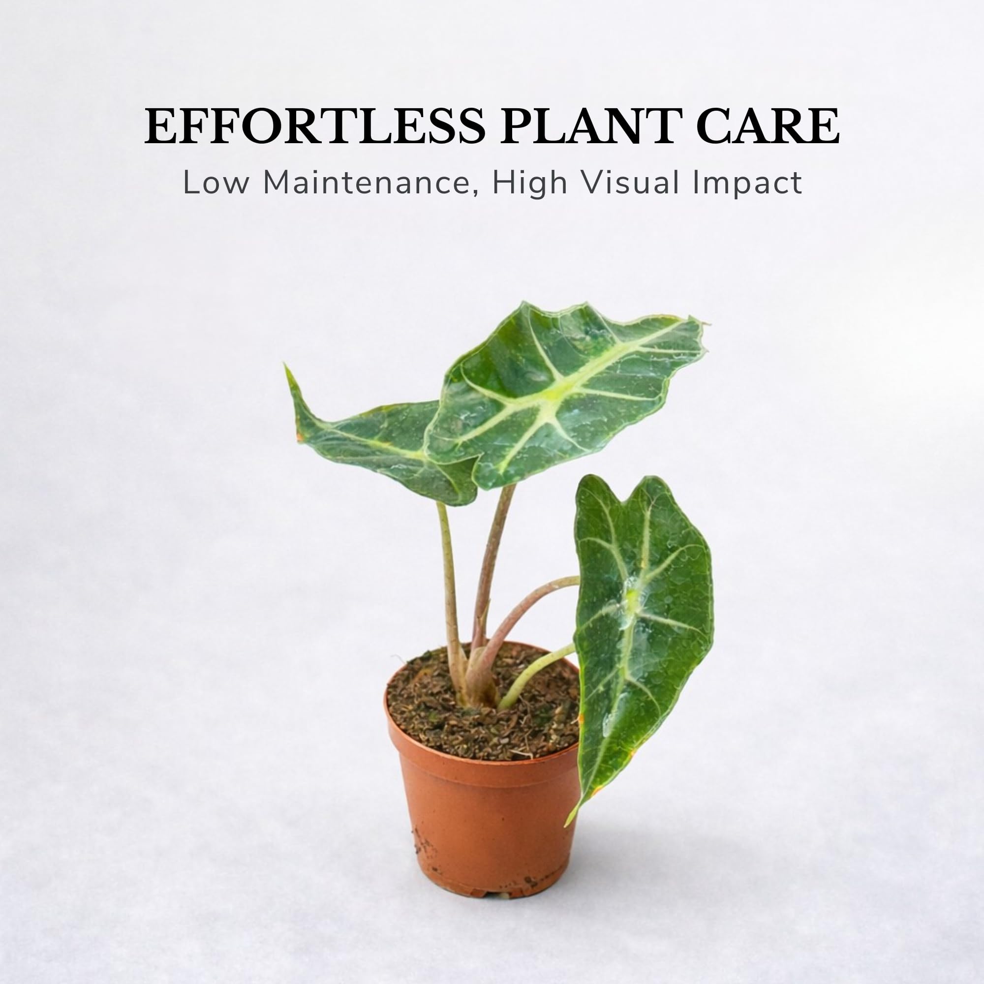 Amazon.com : Alocasia Polly Variegated Live Plant – Rare Variegata