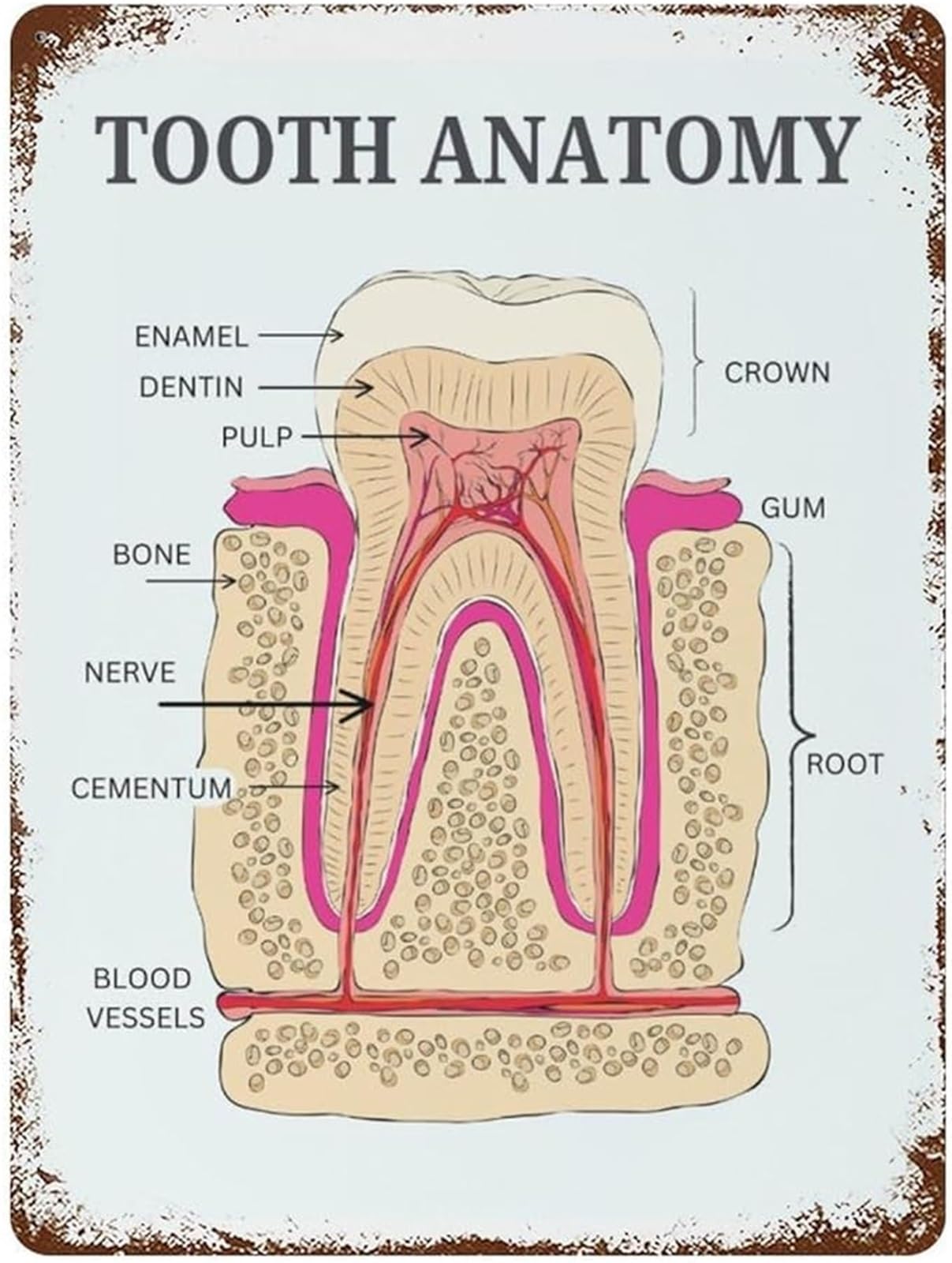 ZDVHOMCB Retro Tooth Anatomy Metal Sign Vintage Wall Plaque for Clinic Office Classroom 8 X 12 in