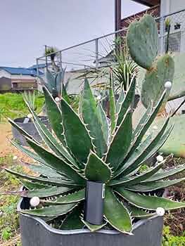アガベ ホリダ　ペロテンシス　超大株 種子] アガベ ペロテンシス Agave horrida perotensisの商品情報