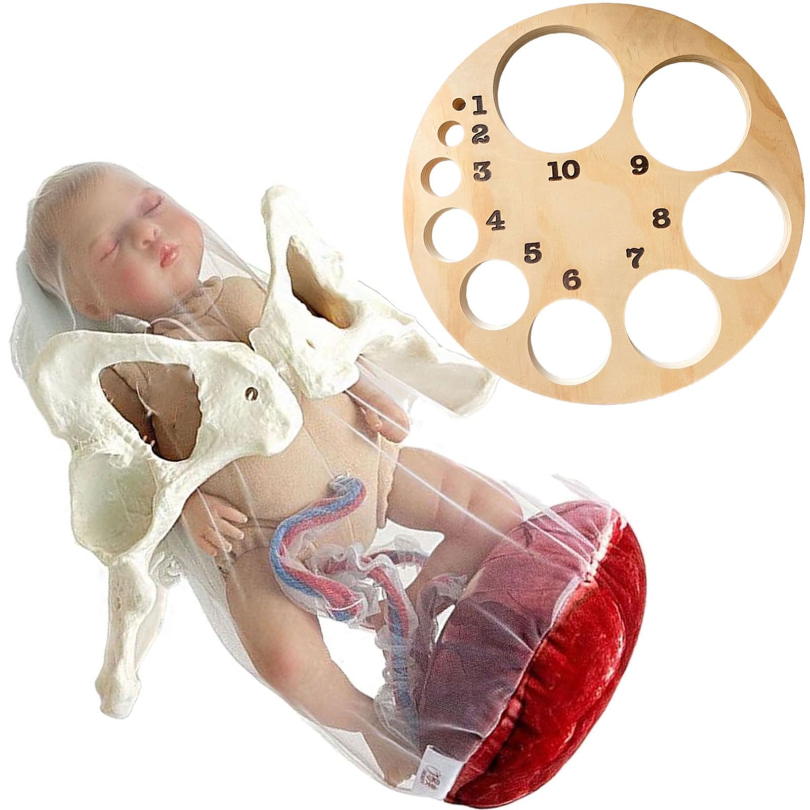 Weibliches Geburtsmodell Für Hebammen Mit Baby Modell Inkl Nabelschnur,Plazenta Und Beckenboden Modell Für Geburtshilfe Und Schulung in Der Weibliche Pelvis Geburtstagsmodell(B)