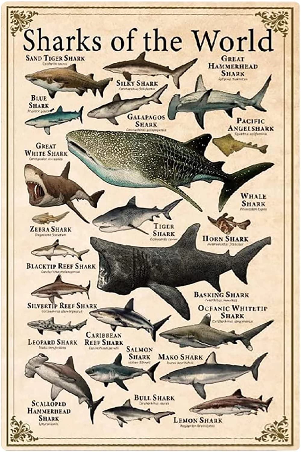 rayprint Sharks Of The World Metal Tin Signs Wall Decor Shark Types Knowledge Posters Shark Science Infographic Plaques Home Farmhouse Classrooms 12x16 Inches