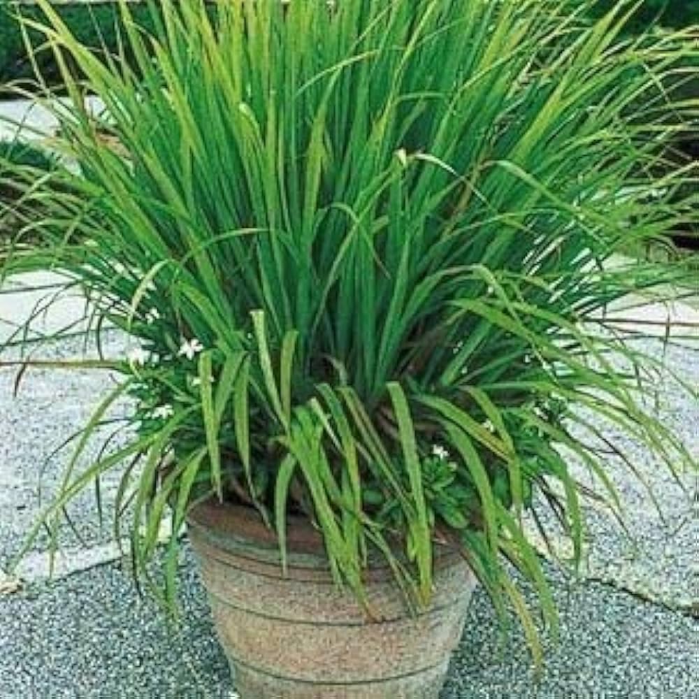 Citronella plant || plant for citronella (pack of 2)