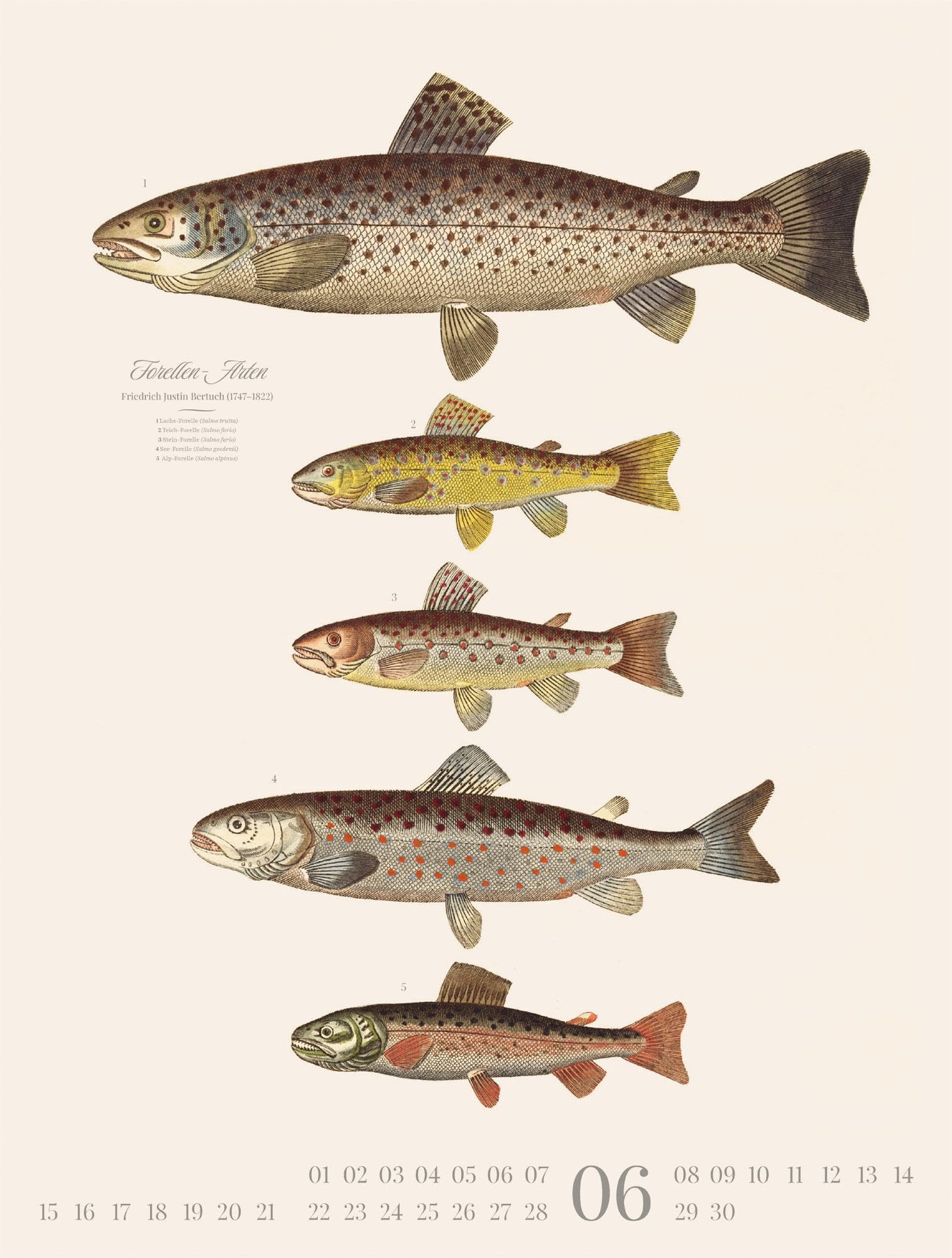 Fische Kalender 2026 | Dekorativer Retro-Kalender im großen Hochformat (50x66 cm) | Historische Tier-Illustrationen von Friedrich Justin Bertuch