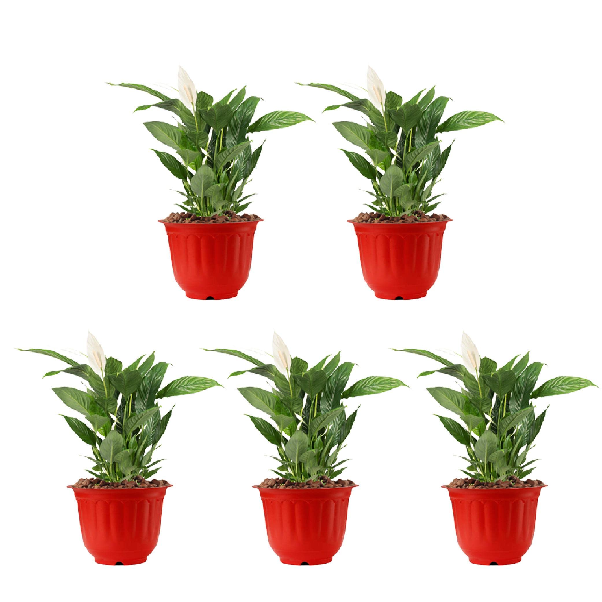 See full amazon price history chart for Amazon Brand - UMI Designer Look Royal Jasmine Flower Pot with Bottom Tray for Home/Office/Garden Decoration for Indoor and Outdoor (8 Inch Set of 5, Red 2) Amazon Brand - UMI Designer Look Royal Jasmine Flower Pot with Bottom Tray for Home/Office/Garden Decoration for Indoor and Outdoor (8 Inch Set of 5, Red 2) (B0C5N4TTF8) Amazon Price History, Amazon Price Tracker