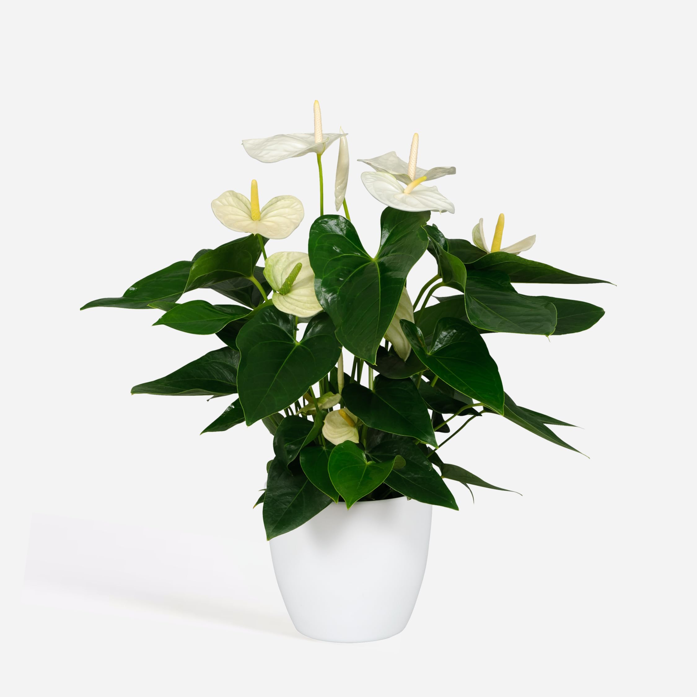 fiddle-leaf fig Fiddle Leaf Fig Tree