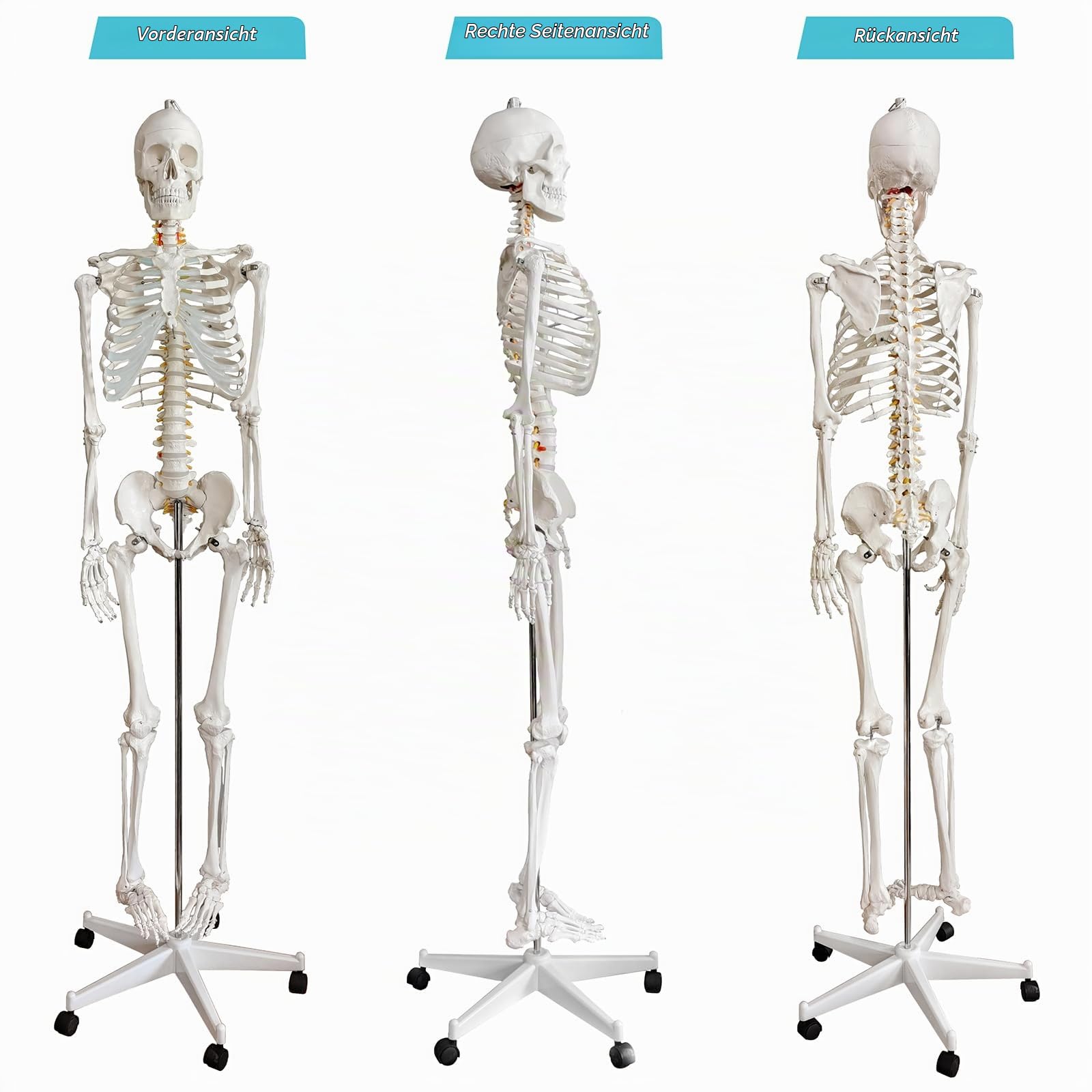 Lebensgröße menschliches Skelettmodell für Anatomie-medizinisches menschliches Skelettmodell mit Nervensystem180in mit Rollständer für medizinische Studie und Anzeige 3 Plakate