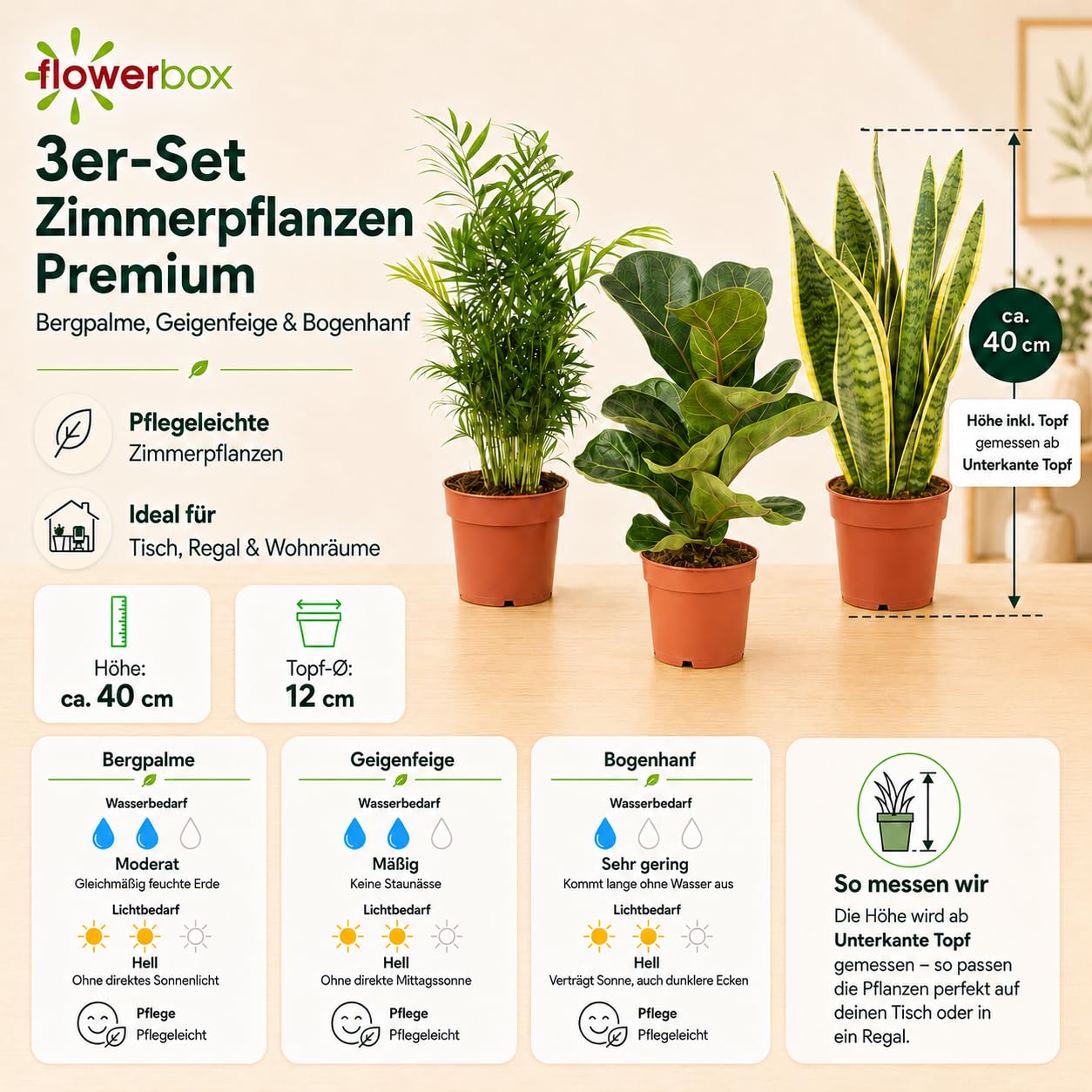 3er-Set pflegeleichte Zimmerpflanzen Premium - pflegeleichte Zimmerpflanze,  Bergpalme, Geigenfeige, Bogenhanf - Hhe ca. 40 cm, Topf- 12 cm :  Amazon.de: Garten