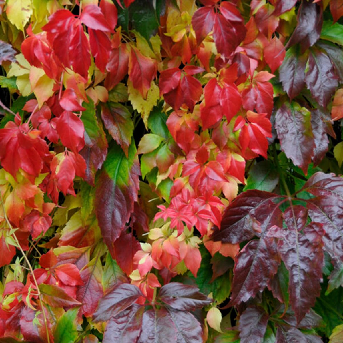 Bloomique - Set de 2 - Parthenocissus quinquefolia ‘Engelmannii’ - Parra virgen - Trepadora - Resistente al frío - 50-70 cm - Maceta 15 cm