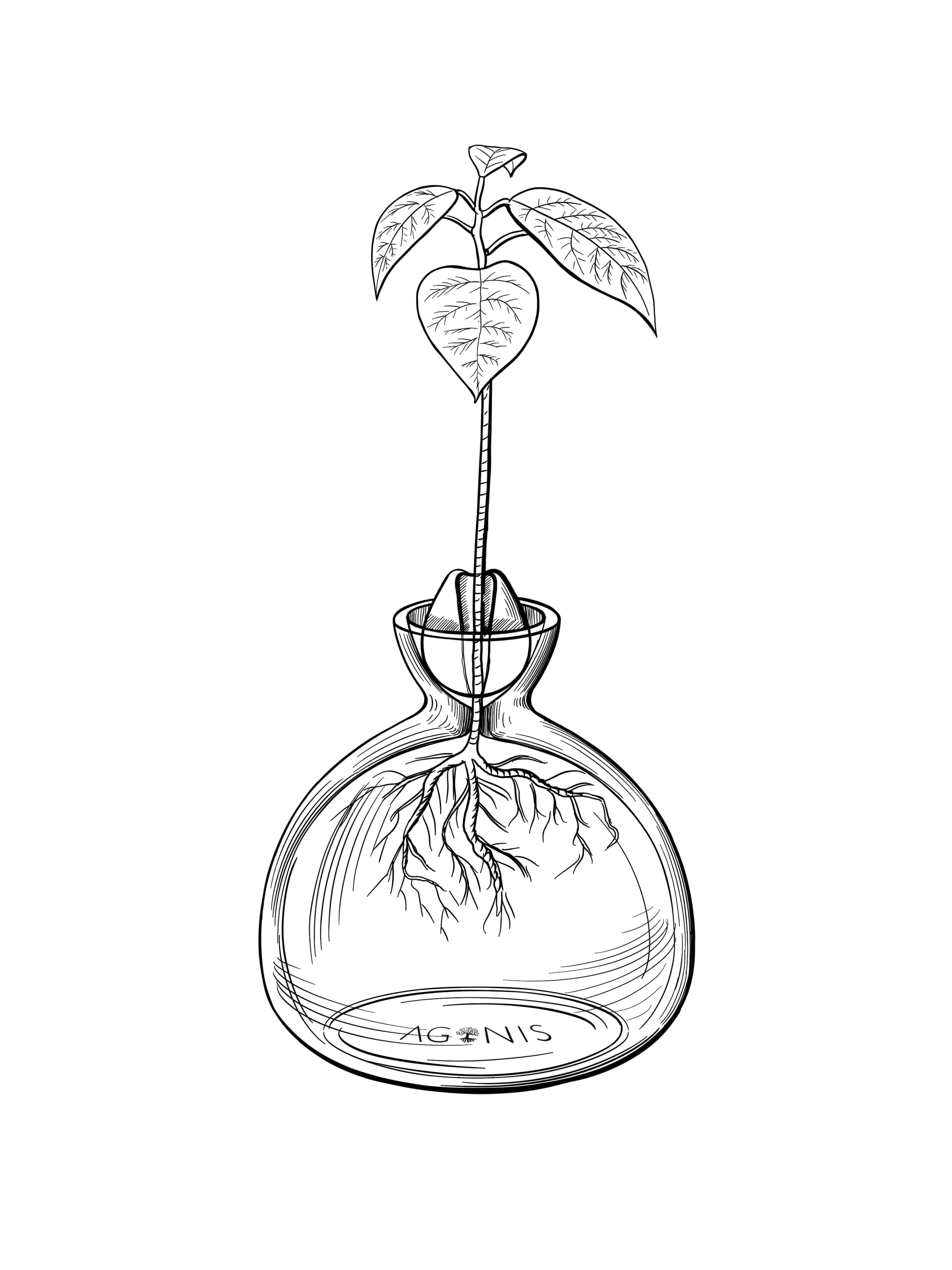 AGONIS® Aufzucht-Glas für Avocados und Kastanien | Hochwertiges Keimglas, besonderes Garten Geschenk, Aufzuchtset für Kerne, Samen, Keime