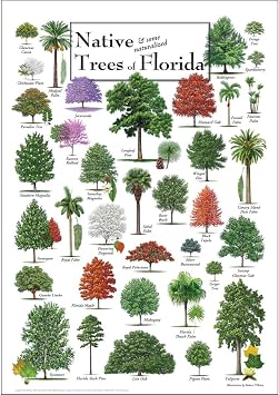 Earth Sky + Water - Native Trees of Florida - Poster