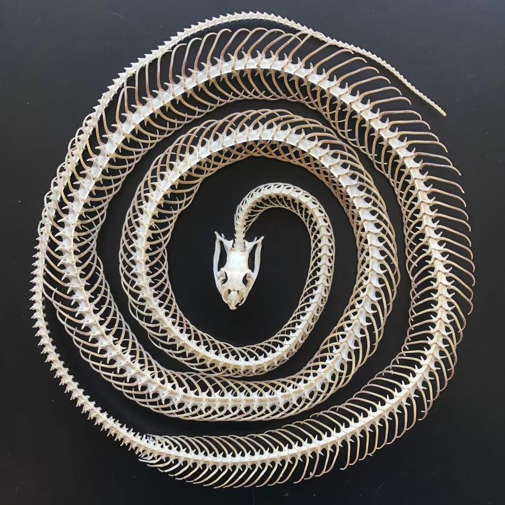 Scheletro di Serpente tassidermizzato 1m/39,37 Pollici, Forniture di tassidermia per l'educazione scientifica, Regalo Speciale