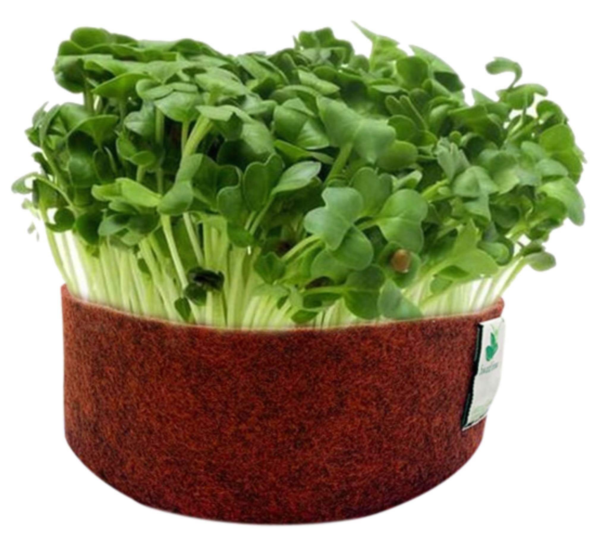 Sow and Grow White Radish Microgreen Seeds- 200G | Best Germination Rate | Grow Your Own Super Salad (B08Y93Z7PZ) Amazon Price History, Amazon Price Tracker
