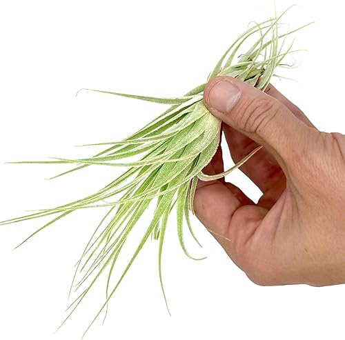 Miniatura 2 de Planta de aire vivo  Tillandsia Gardneri 5-7 pulgadas  ragnaroc Rare Collectors Planta tropical de interior  Llegada viva garantizada  Plantas de