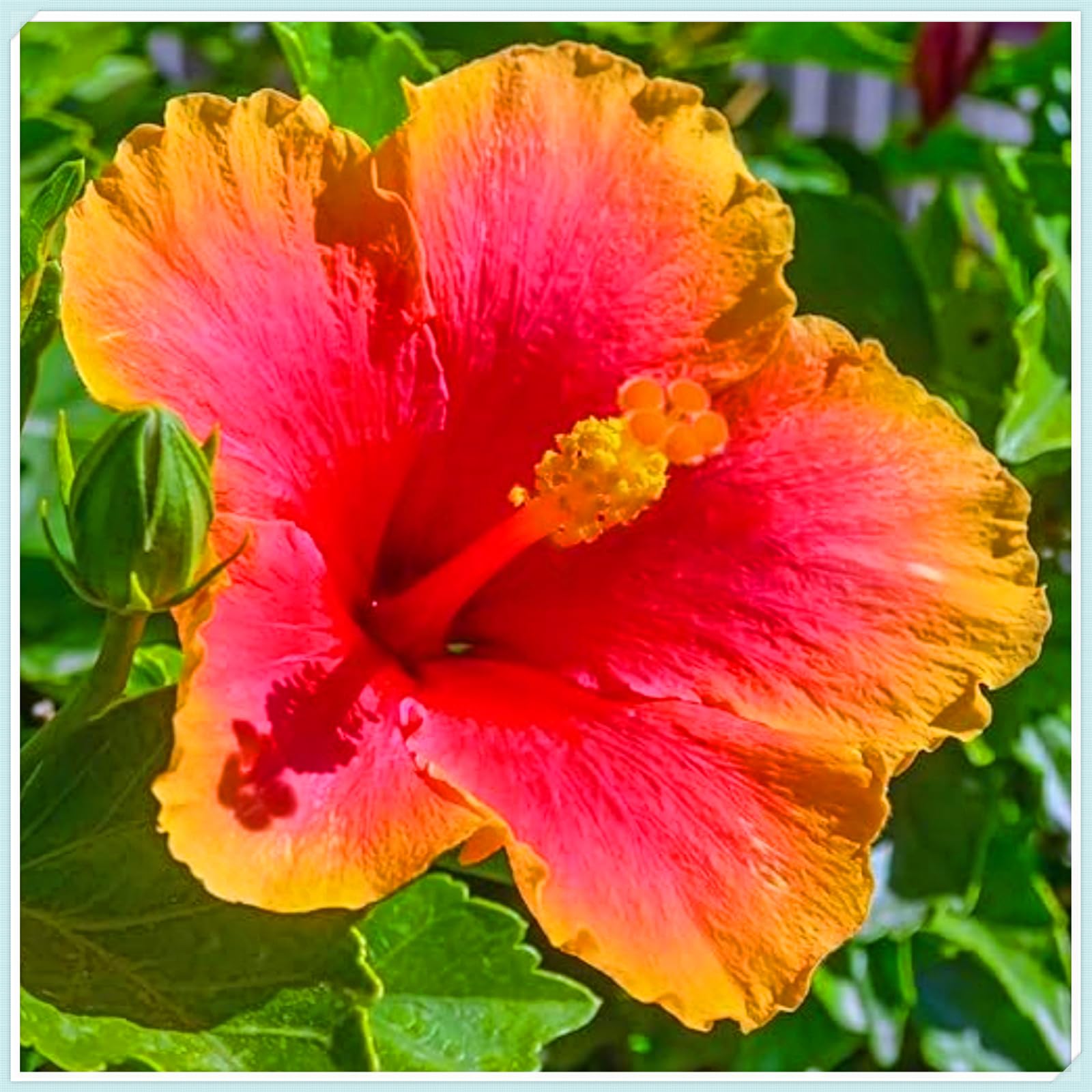 Perennial Hibiscus Bulbs, Hardy, Professional for Beautiful Garden Displays-4 Bulbs-G โ image 1