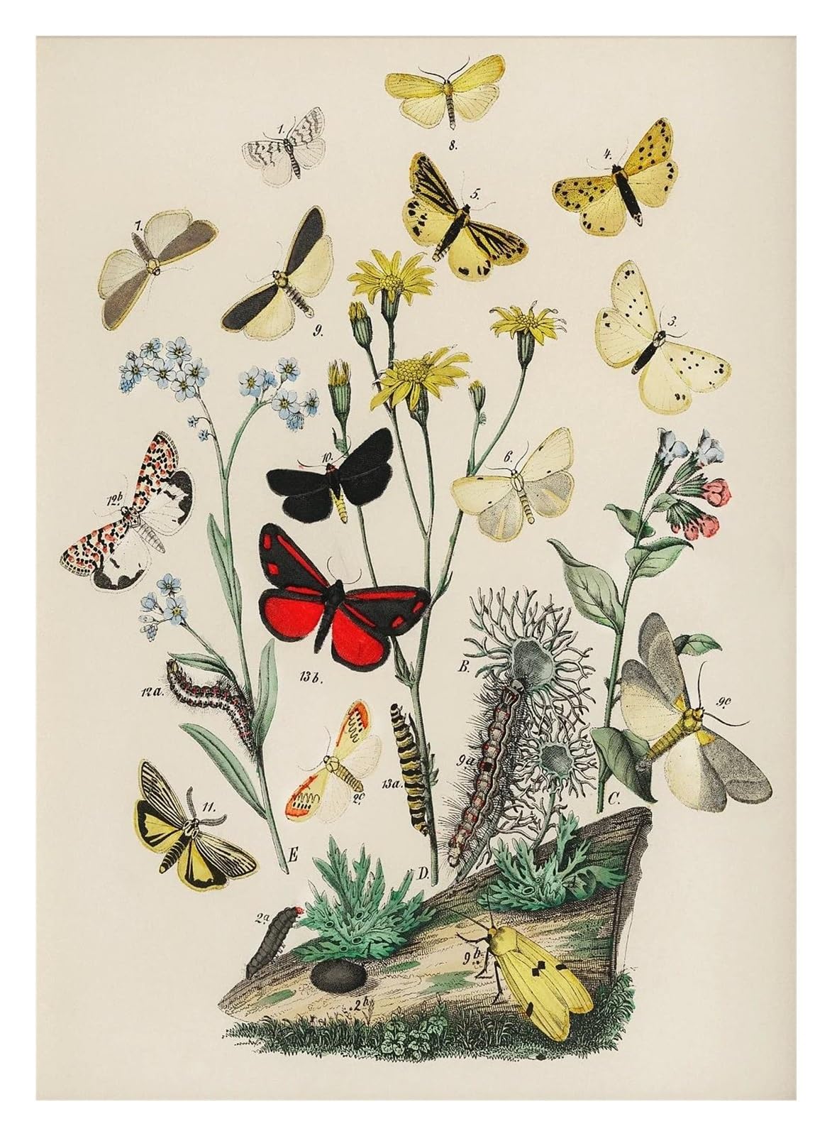 Décoration de chambre d'enfant : affiche de papillon et fleurs 30x40cm