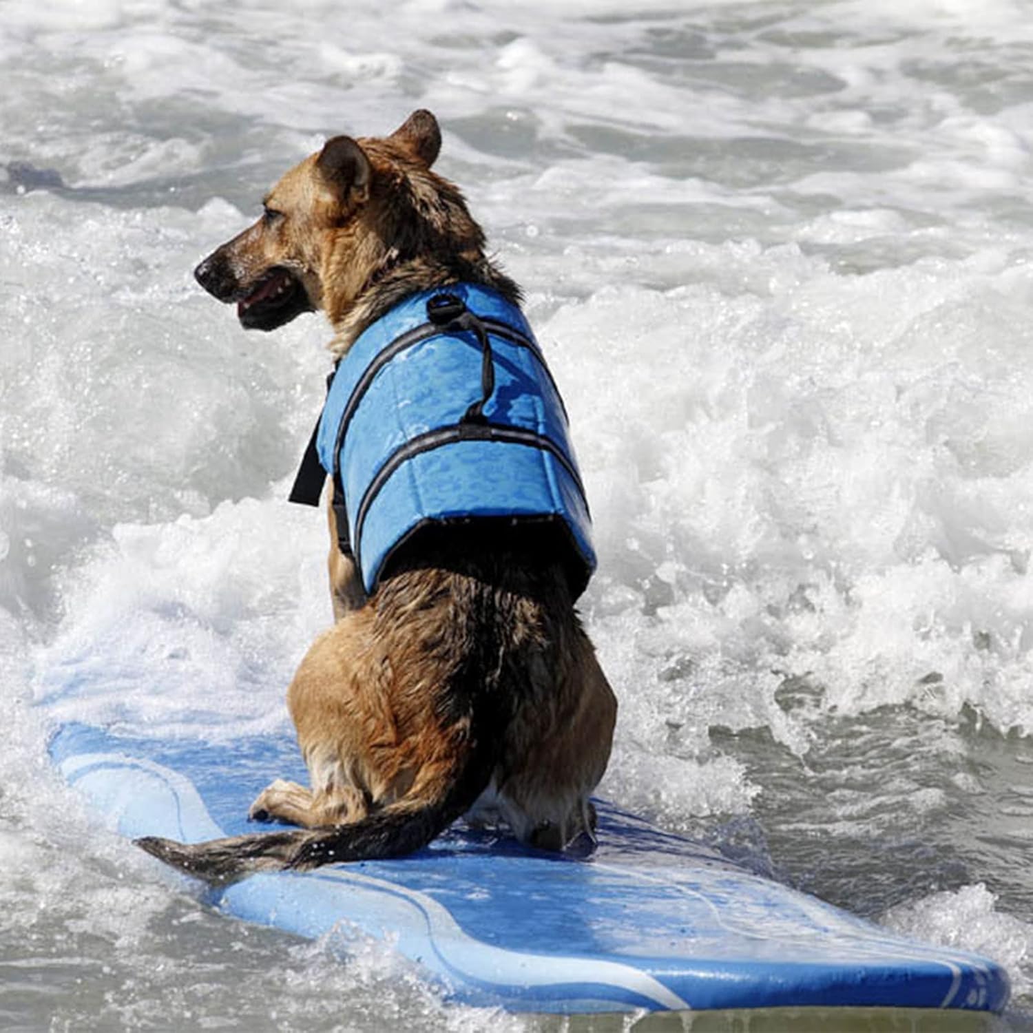 Dog Life Jacket with Leash Attachment, Adjustable Dog Vest with Reflective Strip, Dog Lifejackets with Rescue Handle for Small Medium Large Dogs