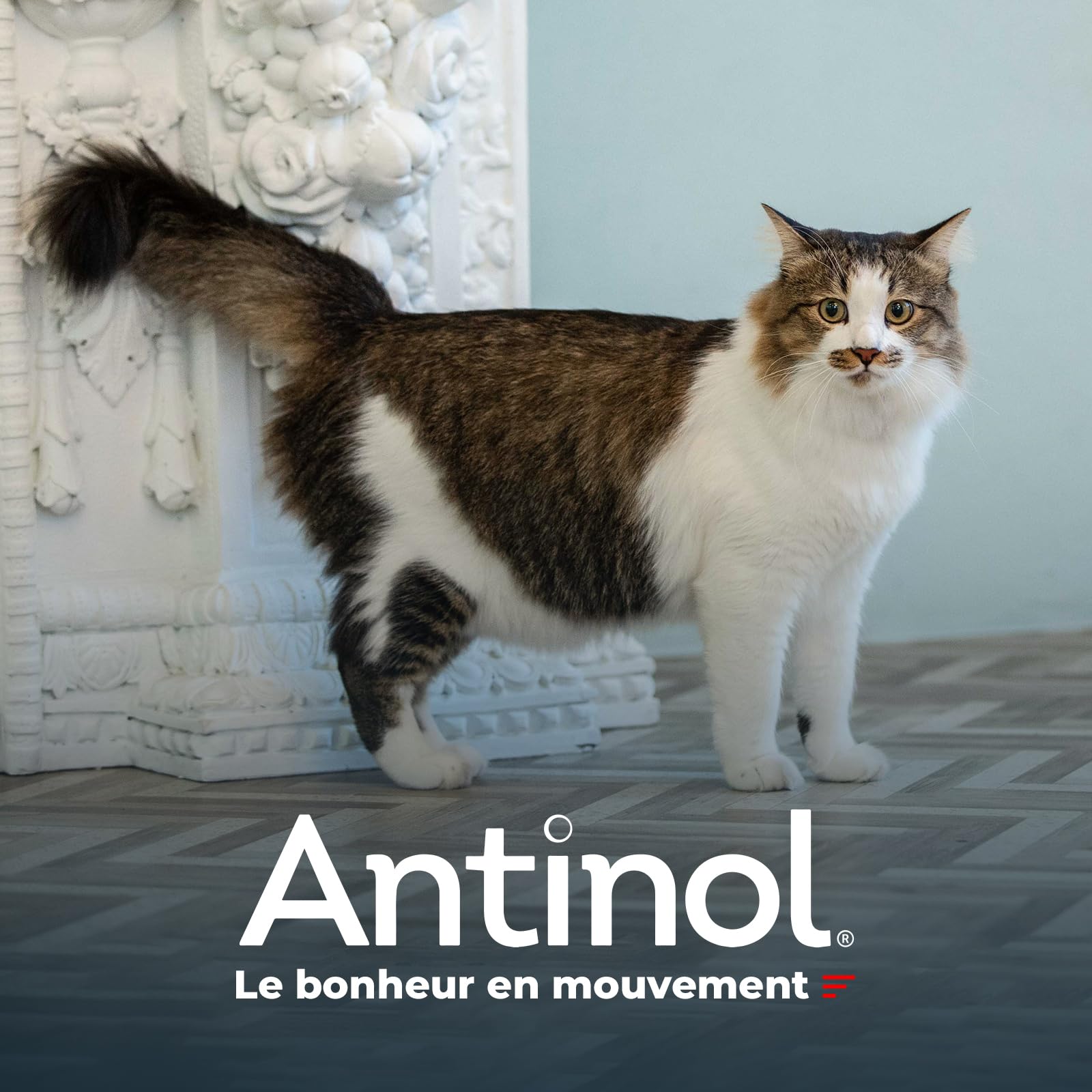 Antinol - Complément Naturel des Chats Adultes - cliniquement prouvé - soutient la mobilité des articulations et la santé de la Peau - avec des moules à lèvres Vertes, oméga 3 & VIT E - 90 Capsules