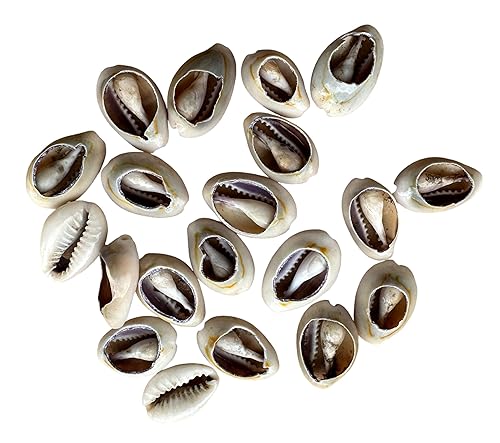 Miniatura 6 de Generic Cascarilla Paquete de 10, Manteca de Corojo 4 onzas, Maiz Tostado, Jutia y Pescado Ahumado 2 Onzas cada uno y Cowrie Shells Set de 18 Open