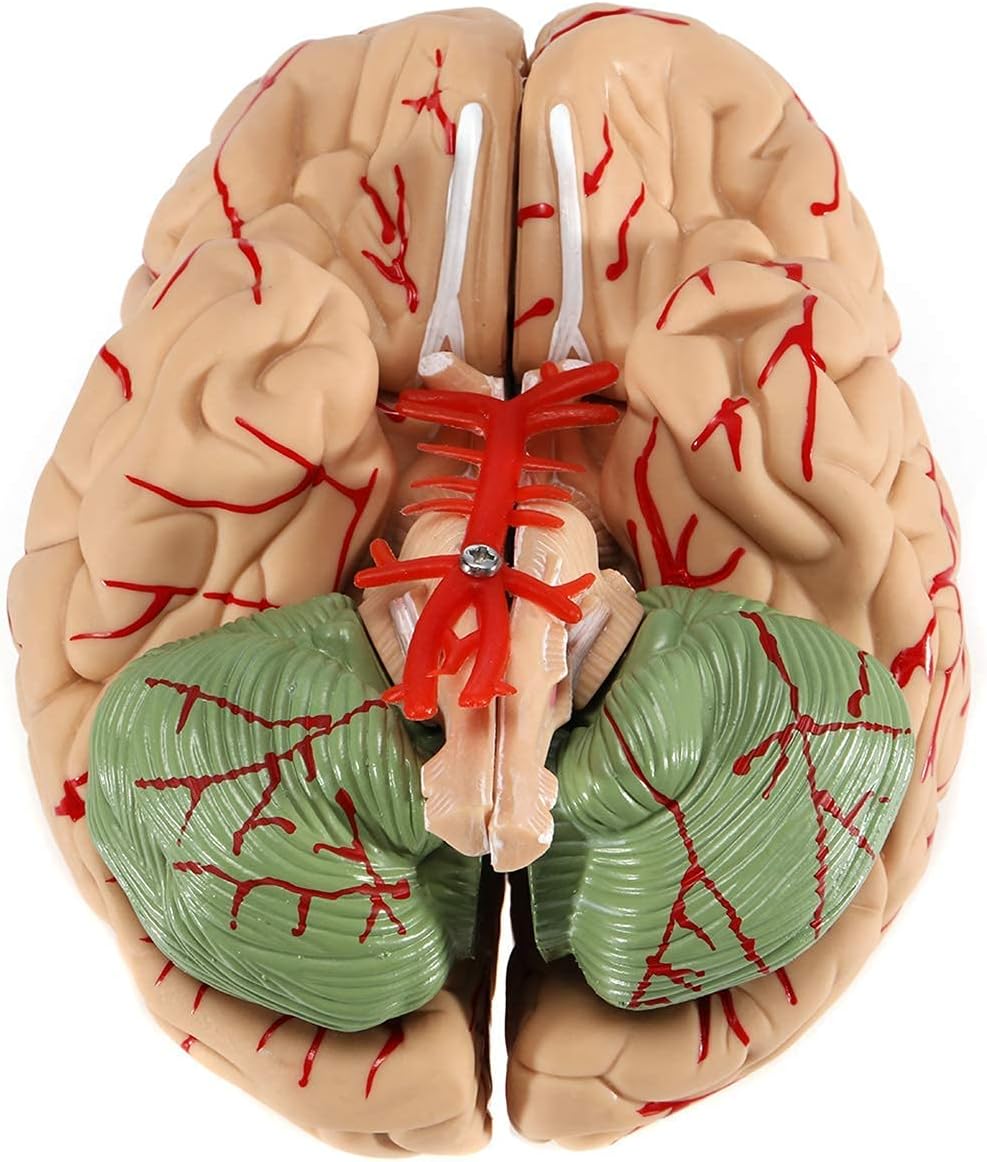 Anatomical Human Brain Model, with Vessels Life Size Anatomy Model for Learning Science Classroom