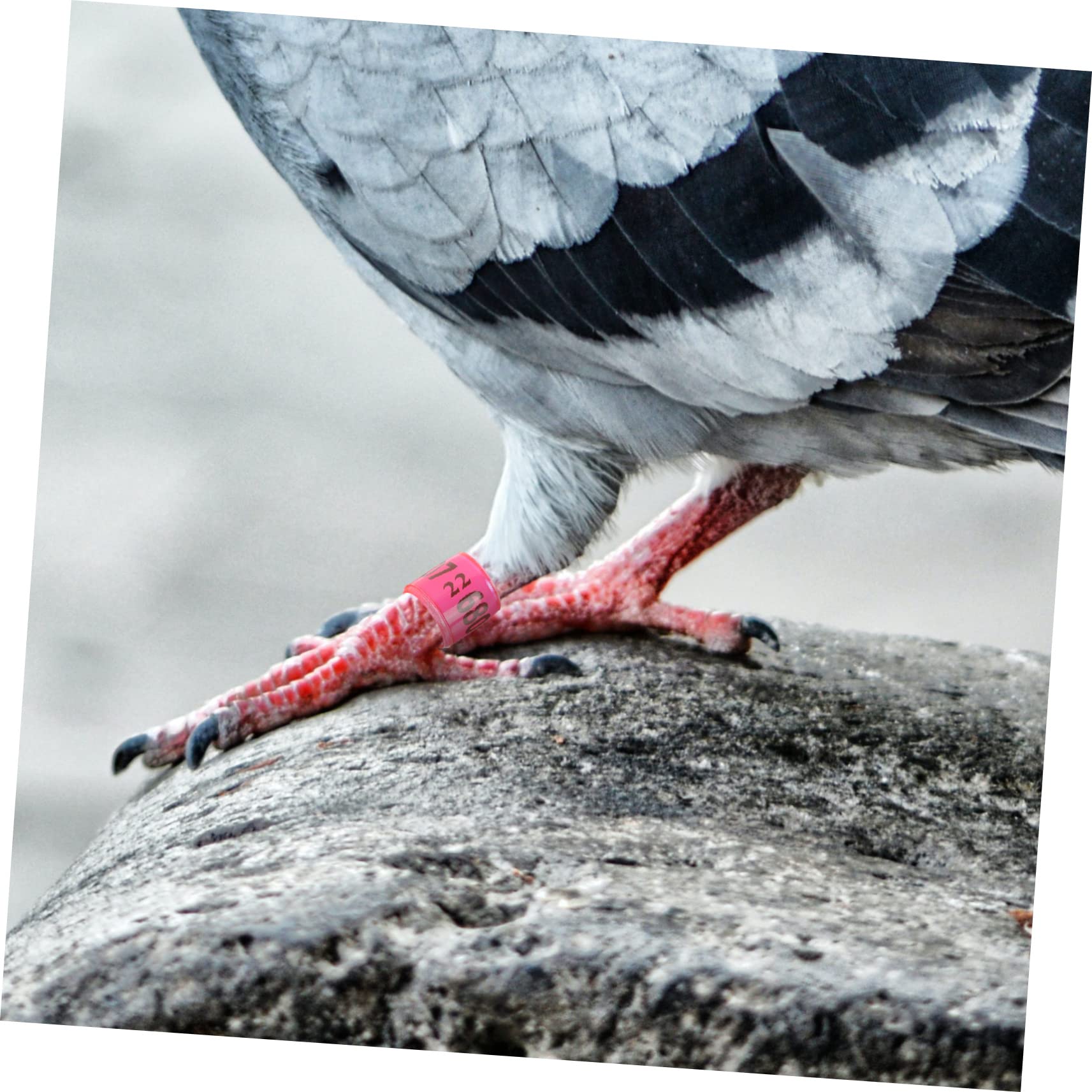 minkissy 300piezas Anillas De Identificación para De Anillas De Coloridas para Aves De Usar y Almacenar para Entrenamiento y Gestión De Aves Domésticas