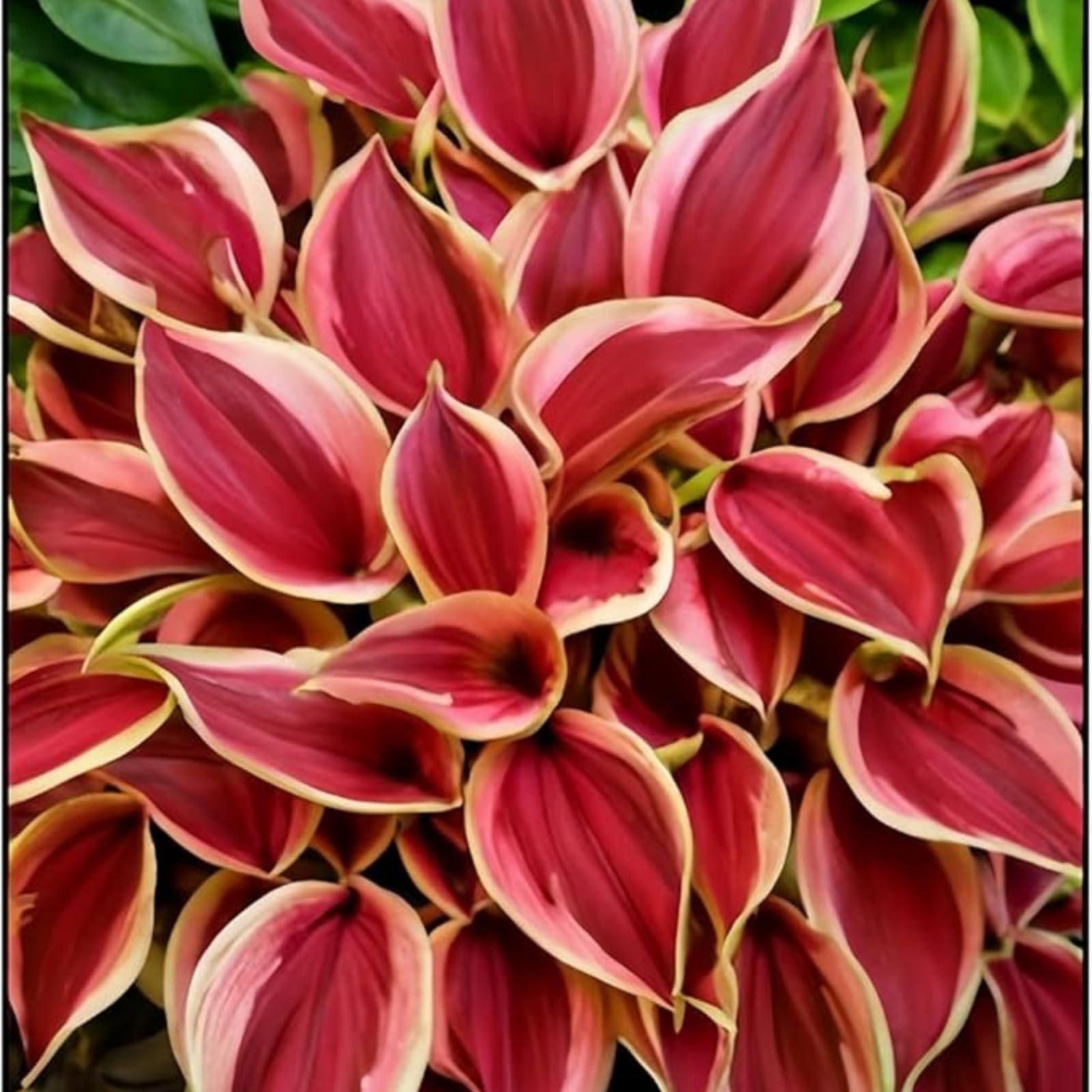Imperial Hosta Bulbs in Bulk - Hardy Perennial, Timeless Elegance & Breathtaking Blooms, Perfect for Stunning Garden Displays-6 Bulbs-I