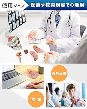 Amazon.co.jp: KIYOMARU ソフトな質感で8分解できる脳模型と頭蓋骨模型