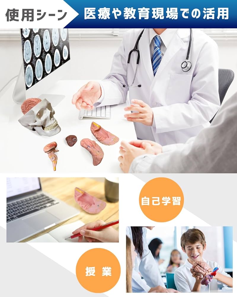 KIYOMARU ソフトな質感で15分解できる卓上サイズの人体解剖模型 楽天市場】KIYOMARU ソフトな質感で15分解できる卓上サイズの