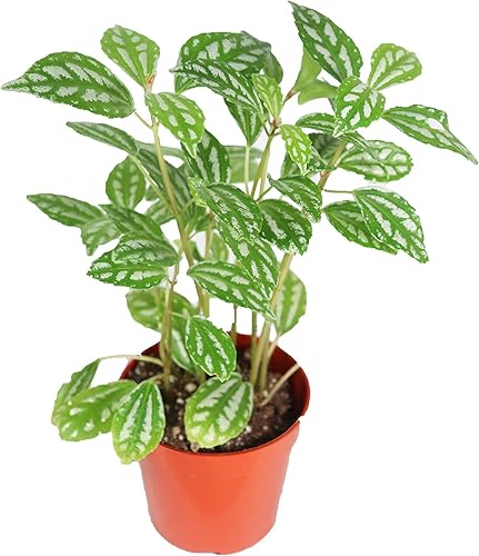 Pilea Cadierei (Planta de Aluminio) - 4" de California Tropicals
