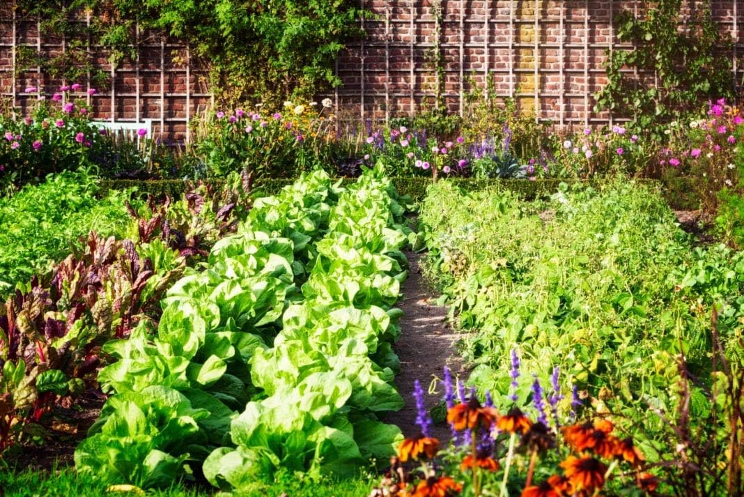 Bloom & Root Natural Herb & Veggie Fertilizer 2-3-6 (20 Pounds)