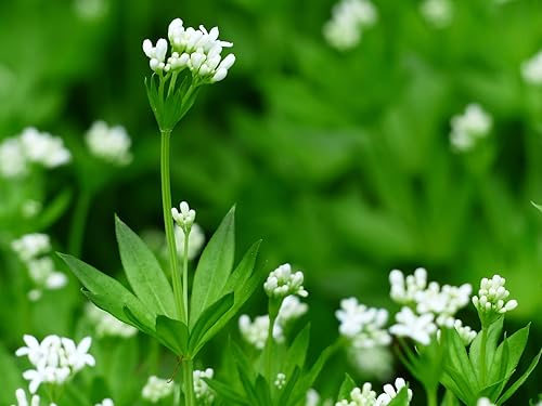 Miniatura 6 de Hierba dulce de Woodruff - Seco, cortado, natural Galium Odoratum - Peso neto 1 oz28 g