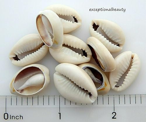 Miniatura 2 de Cuentas para la fabricación de joyas, pulseras, aretes y collares, 30 blanco natural, Cowrie Cowry India, Dinero, concha de mar, rebanada