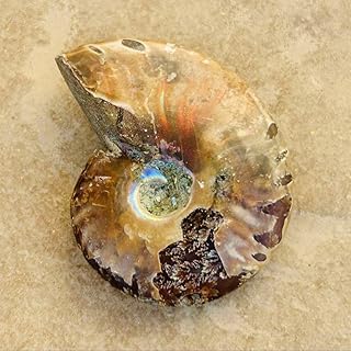 ??時代を駆ける?? 茶色 オパール? アンモナイト 化石