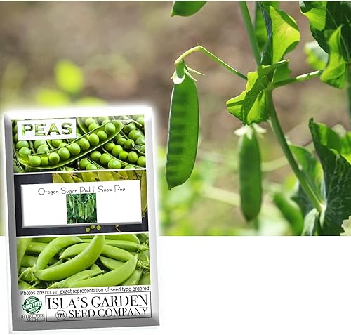 Oregon Sugar Pod II - Semillas de guisante de nieve para plantar, más de 50 semillas tradicionales por paquete, semillas de jardín de Isla (semillas