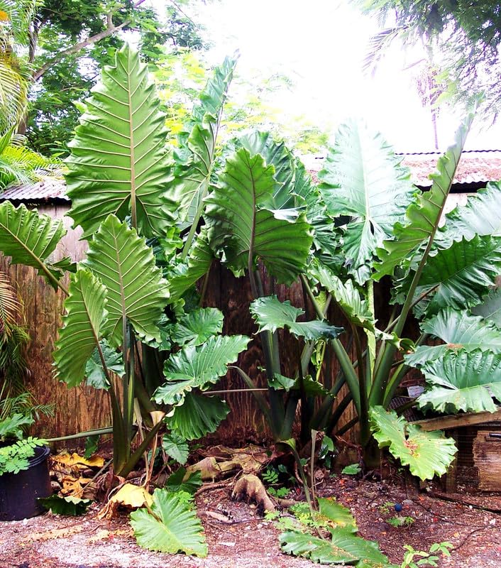 Amazon.com : Alocasia Elephant Ear Plant Live 10 to 12 Inc Tall 3.5 Inc  Pot, Hardy Elephant Ear Live Indoor Outdoor : Patio, Lawn & Garden