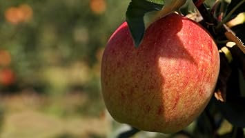 TriStar Plants - Honeycrisp Apple Tree - 1 Gallon, 4-5ft Tall -