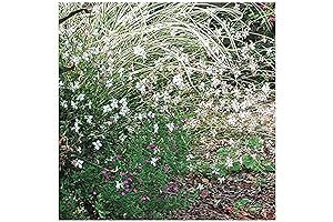 Gaura Plants - Experience the Fluttery Charm of Fluffy Perennials