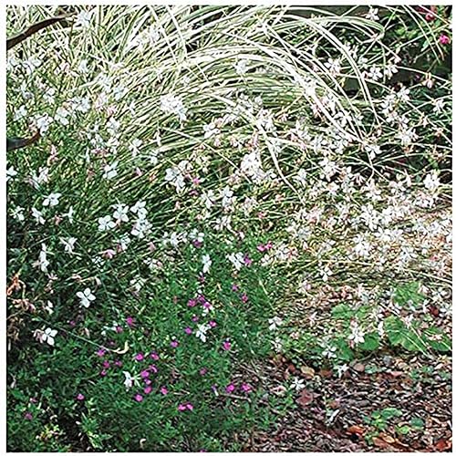 Semillas Gaura - Perenne Esponjosa - Marde Ross & Company