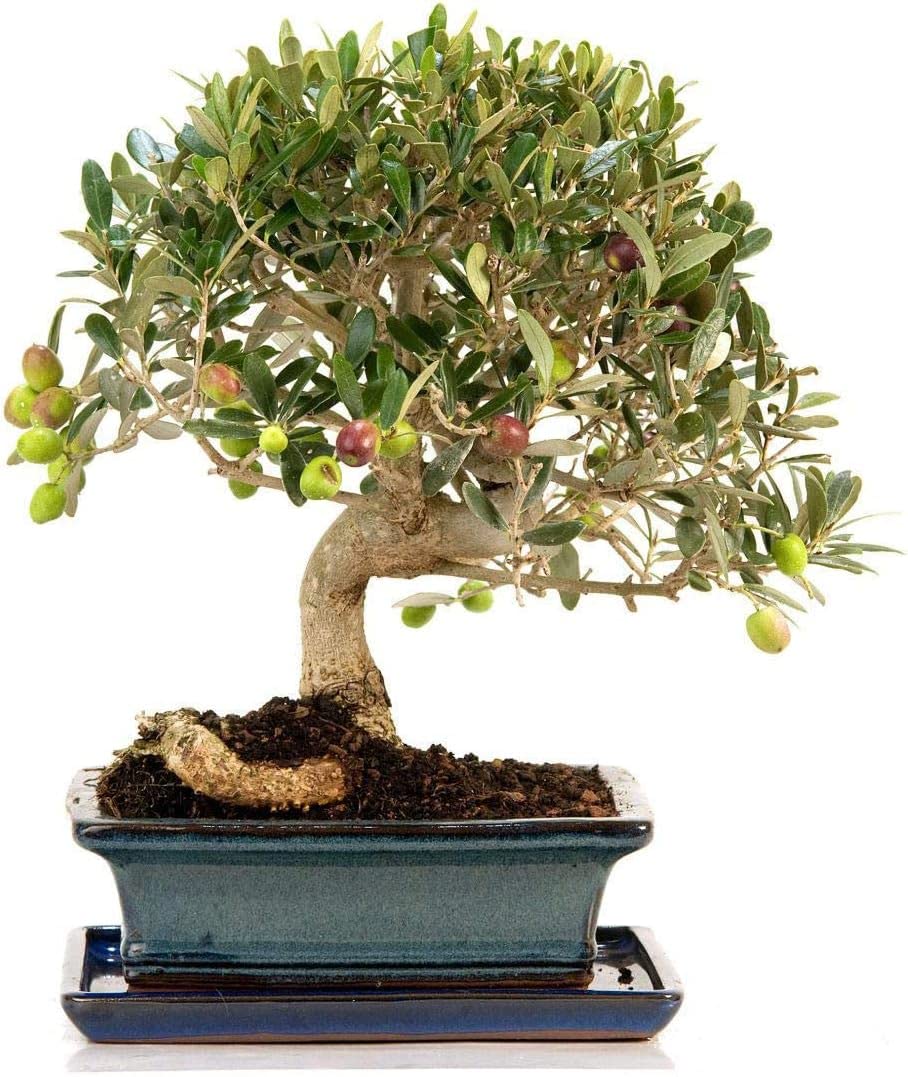 Bonsái Olivo | DECOALIVE | Bonsái Origen Mediterráneo | Fácil de Cuidar | Bonsái Natural