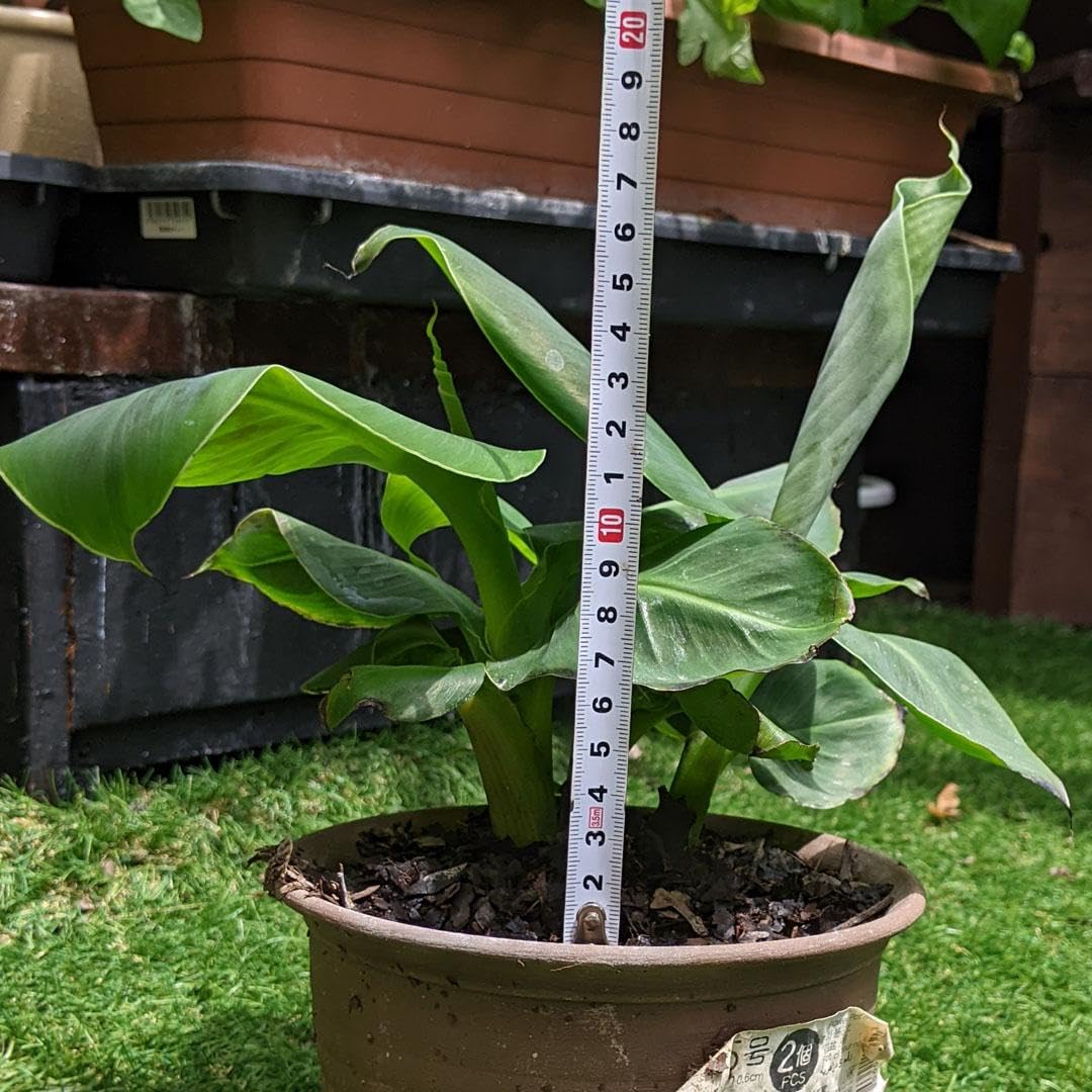 boss様確認用　バナナ苗 ITANSE バナナ苗 ドワーフモンキーバナナ(矮性バナナ) 果樹苗