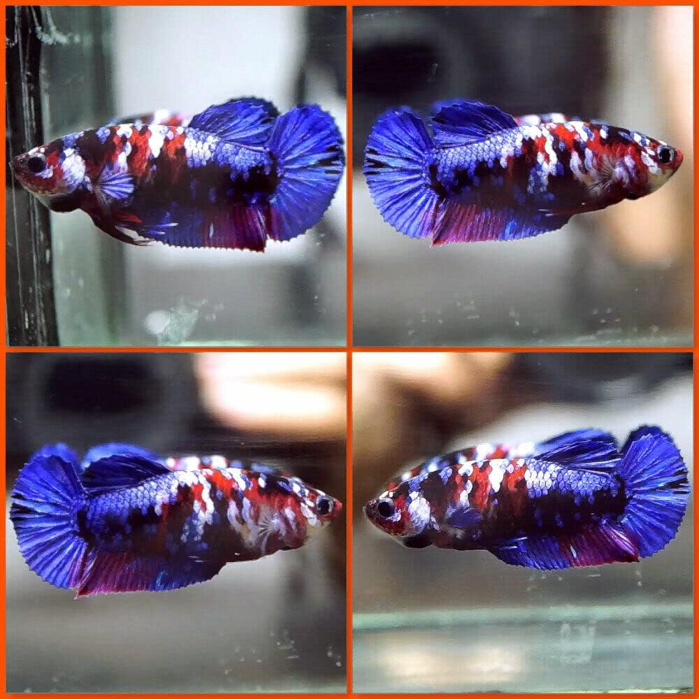 live betta fish amazon