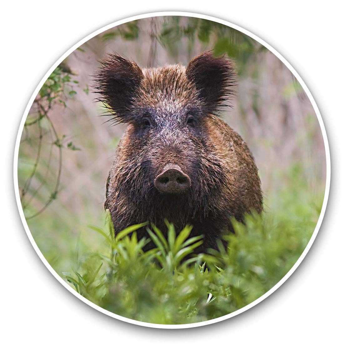 2 x 15cm Vinyl Stickers - Wild Boar Sus Scrofa Hog Pig Piglet Animal Decals 24437