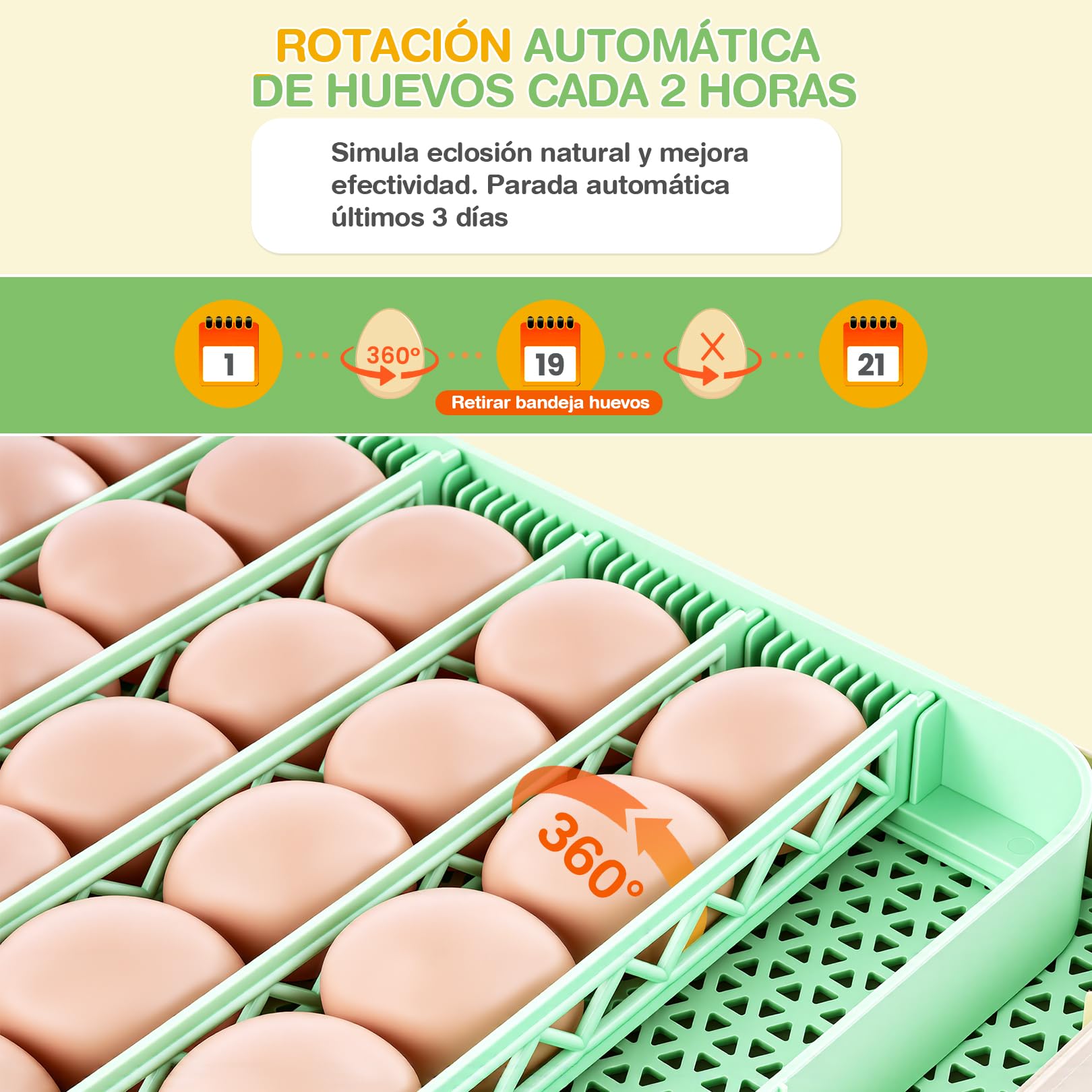 Sailnovo Incubadora de Huevos Automática 48 Huevos con Control Preciso Temperatura/Humedad, Volteador Automático de Huevos, Vista 360°, Ovoscopio Para Huevos, Para Gallina/Pato/Codorniz,Verde