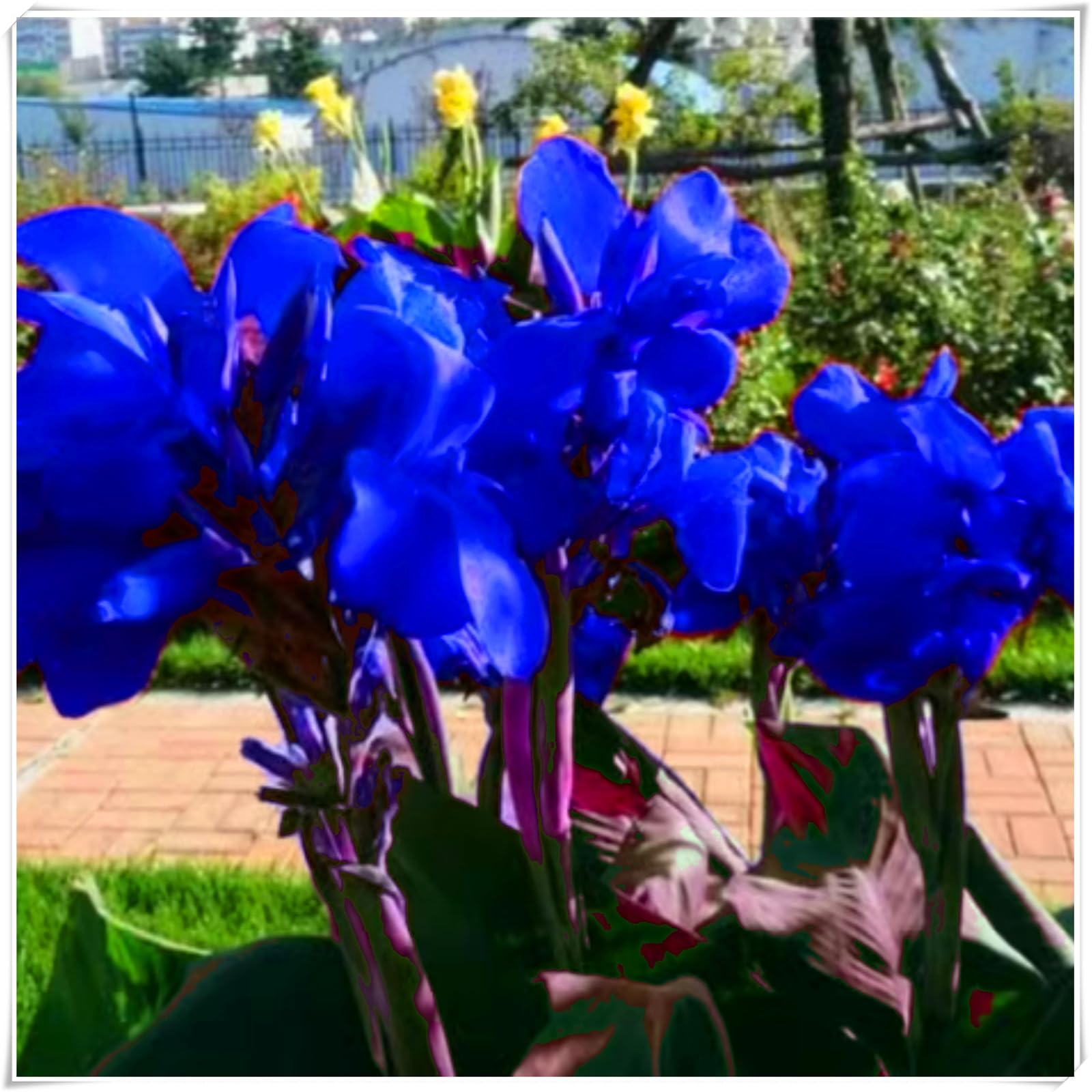 Hardy Canna Lily Bulbs – Perennials with Gorgeous Blooms – Professional-Grade for Stunning Garden Displays & Tropical Landscaping-1 Bulb-C — image 1