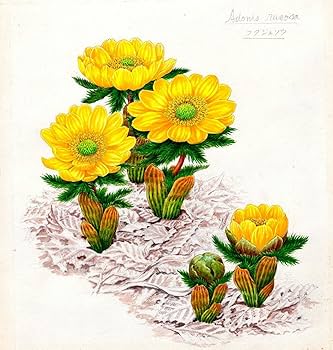 油絵　あらんぼん　小さな植物の中心部の世界　ボタニカルアート　ポップアート 油絵 あらんぼん 小さな植物の中心部の世界 ボタニカルアート