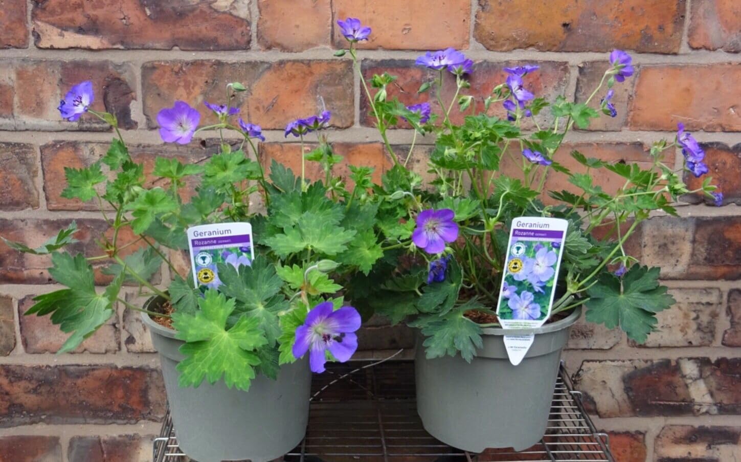 Geranium Rozanne ('Gerwat') Herbaceous Perennial Approx 30cm Hardy 3 ...